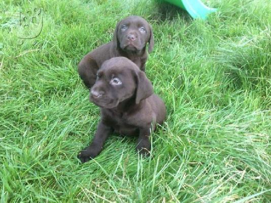 Προς πώληση Labrador Retriever Σκύλοι και κουτάβια